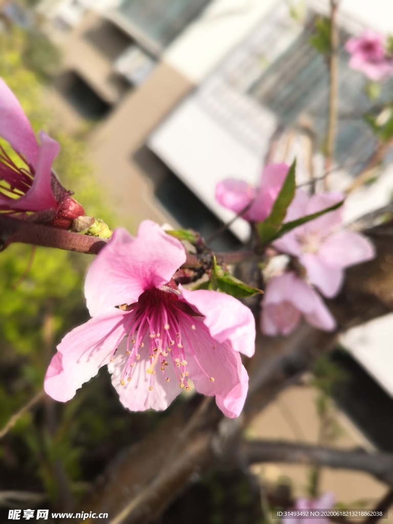 枝头怒放的桃花花朵