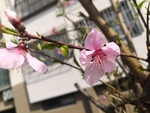 开在枝头的桃花