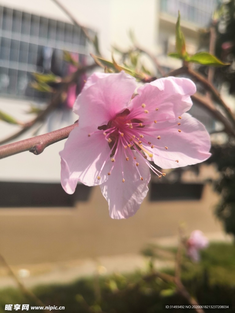 春日阳光下的桃花