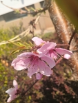 春季桃花挂枝头