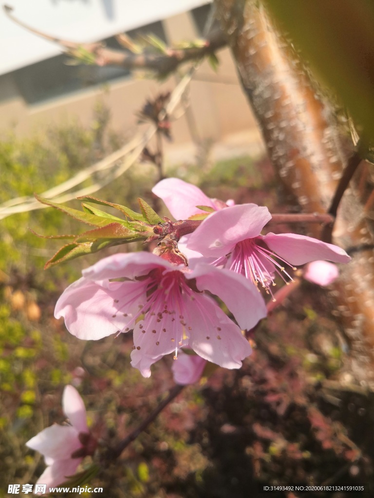 春季桃花挂枝头