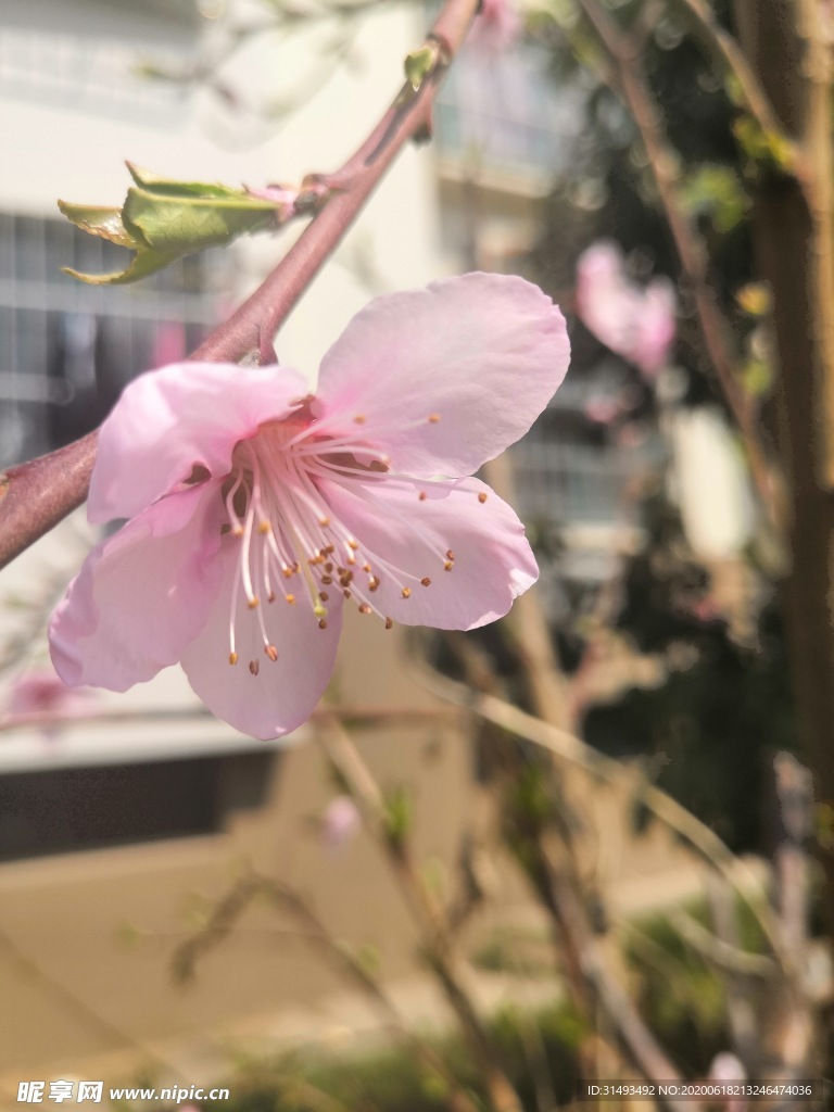 春天粉色桃花花朵