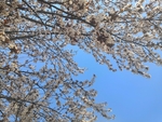 白色花朵下的天空