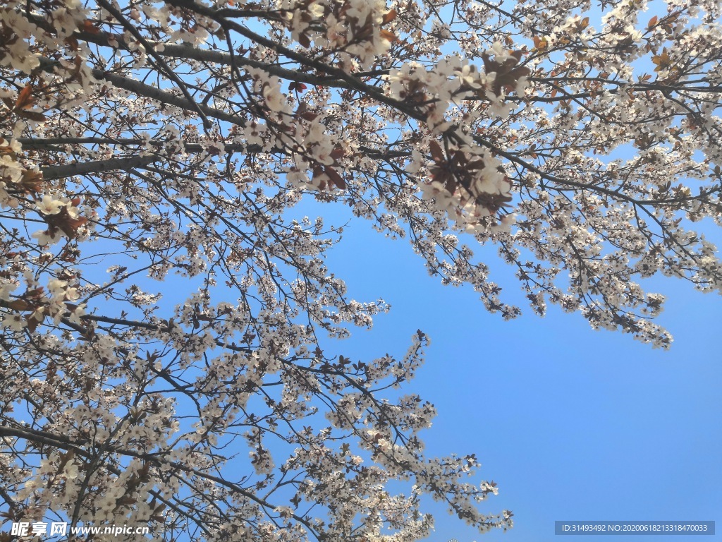 白色花朵下的天空