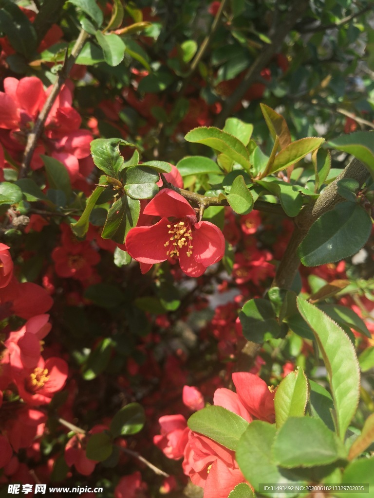 红花绿叶山茶花花朵