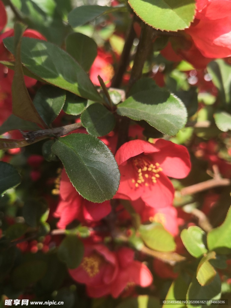 红色山茶花花朵