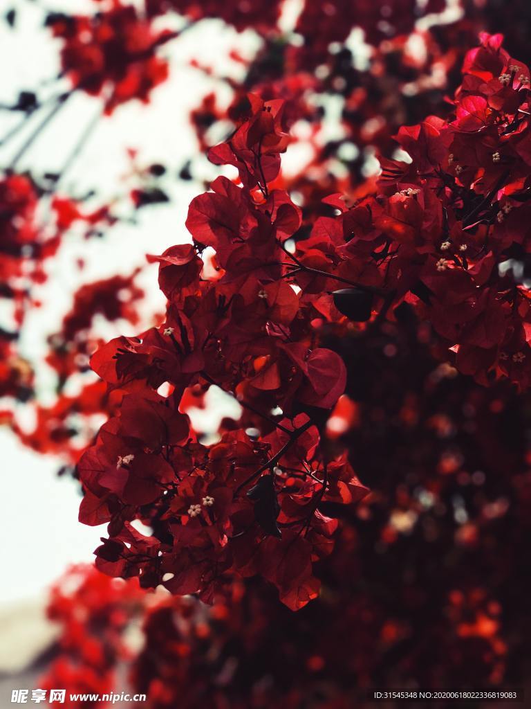红花