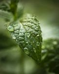 薄荷