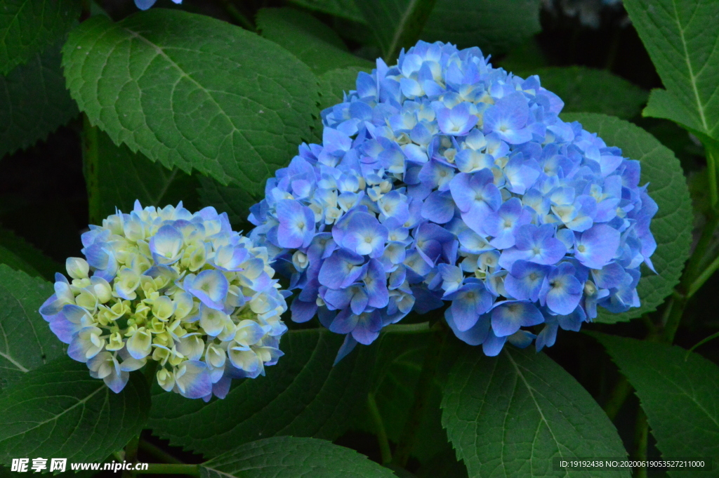 绣球花