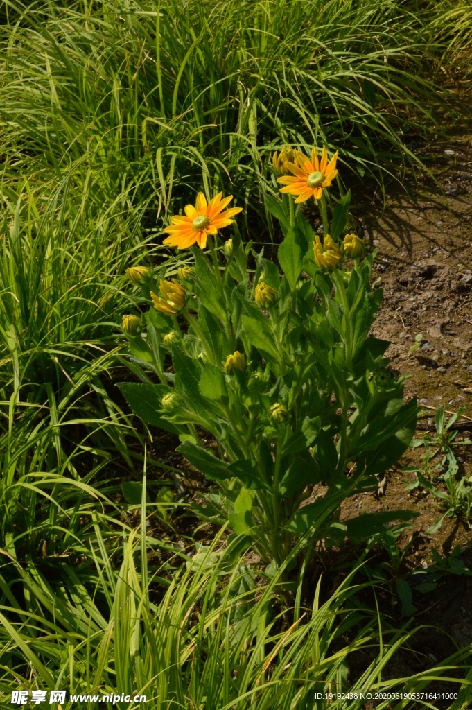 园林花草