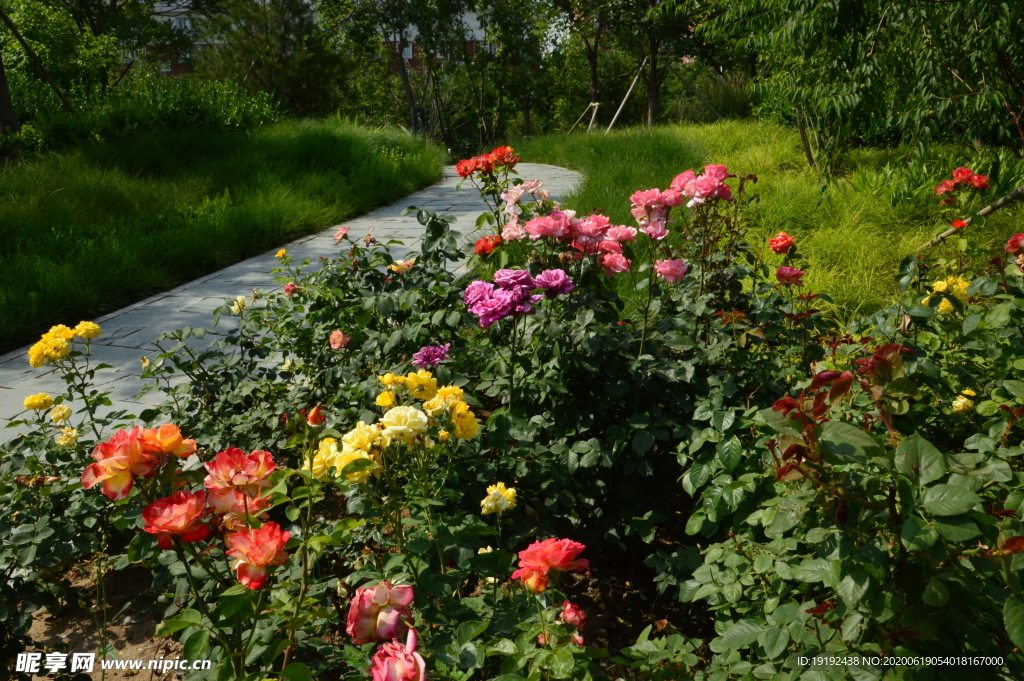 月季花