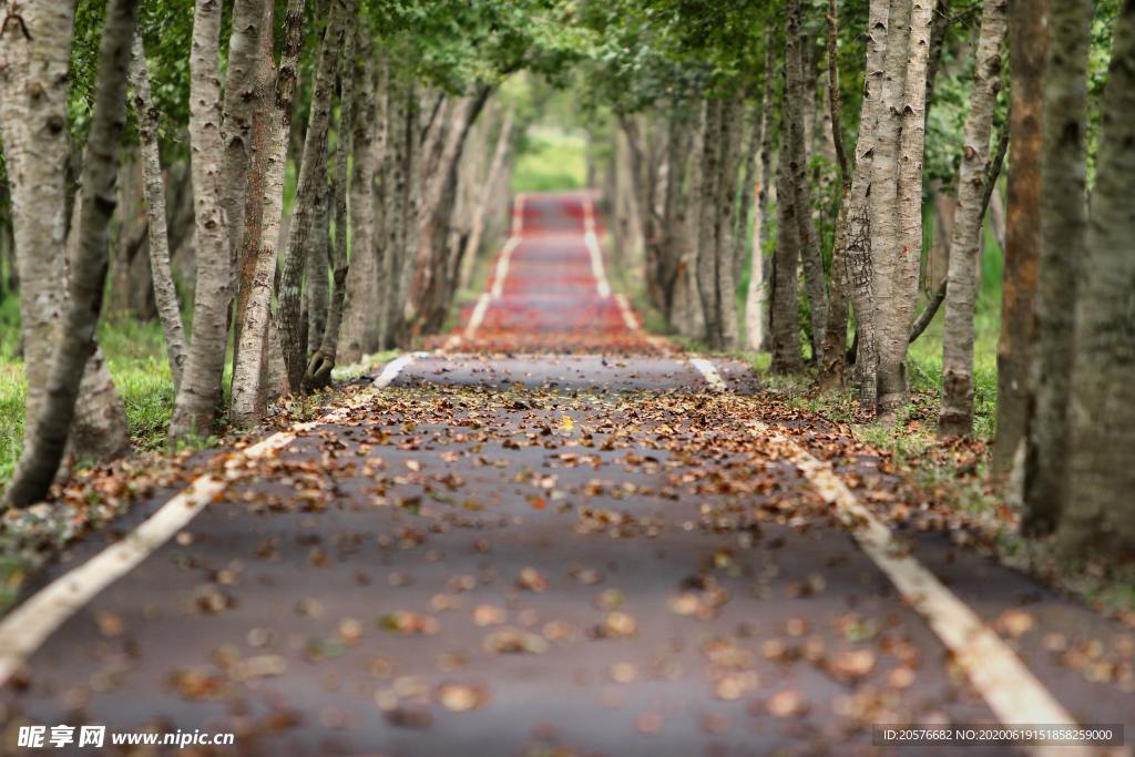 道路树木