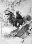 黑白工笔画