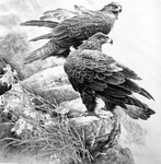 黑白工笔画