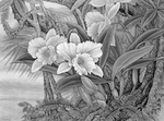 黑白工笔画