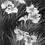 黑白工笔画