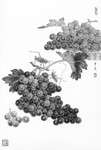 黑白工笔画