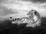 黑白工笔画