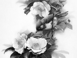 黑白工笔画