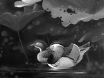 黑白工笔画