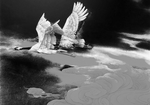 黑白工笔画