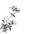 黑白工笔画
