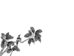 黑白工笔画