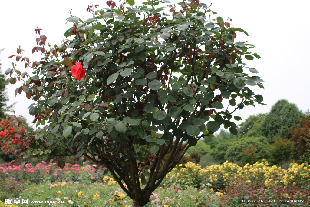 月季花圃 月季花海 月季花丛