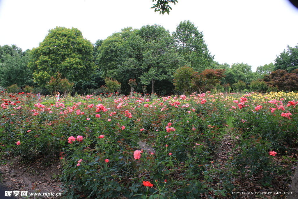 月季花圃 月季花海