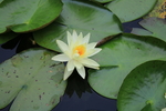 睡莲荷花