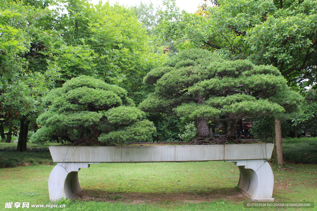 松园月亮门 中式庭院景观 松树