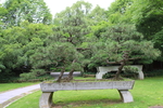 松园月亮门 中式庭院景观 松树
