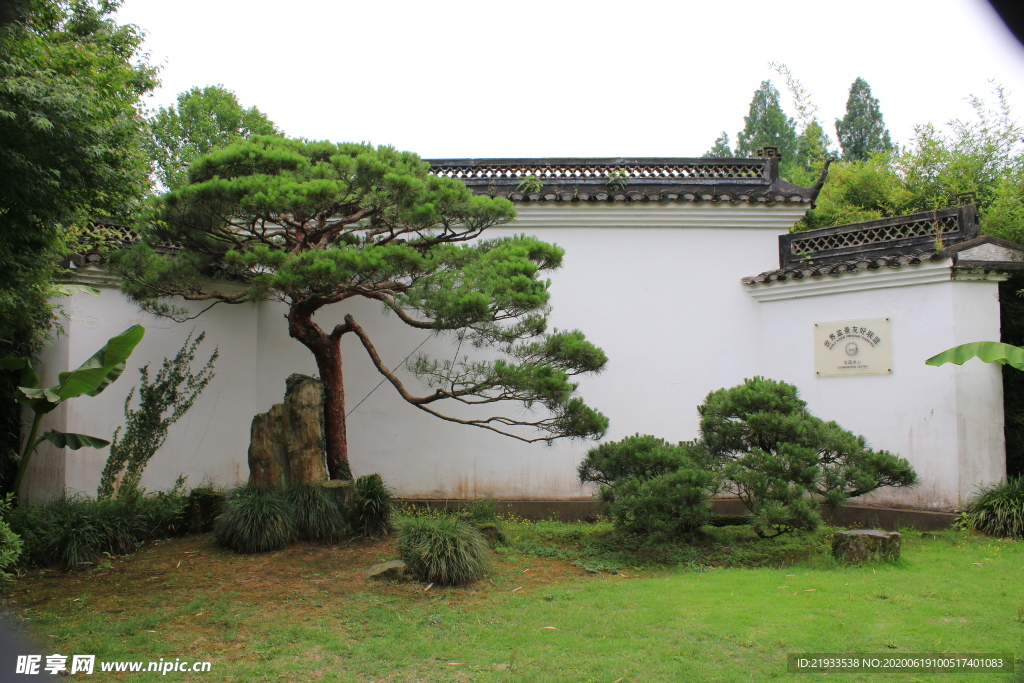 松园月亮门 中式庭院景观 松树