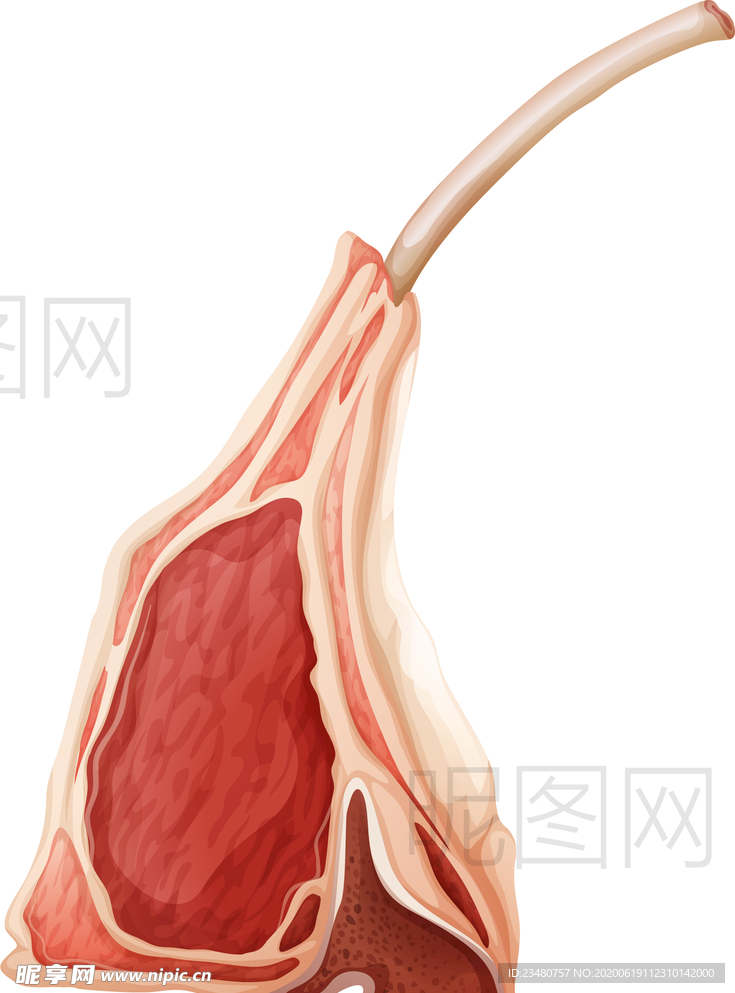 前腿肉