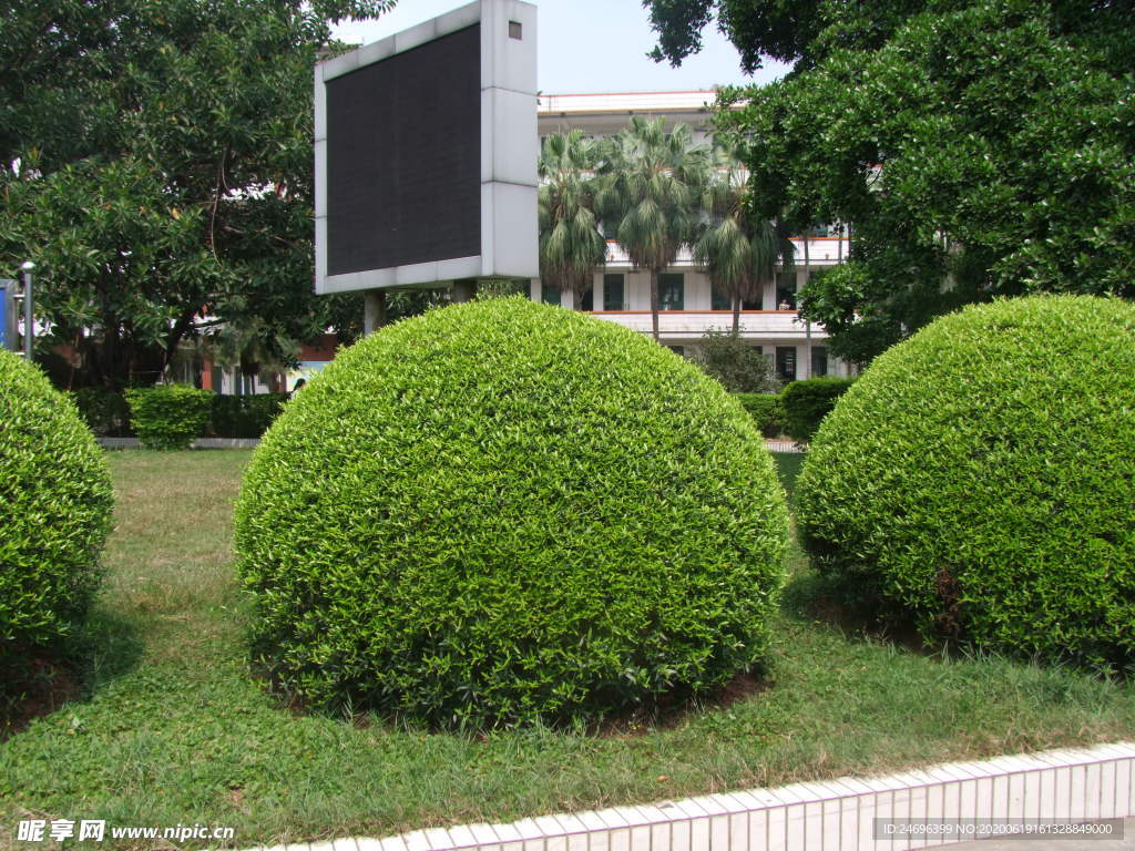 尖叶木樨榄造型