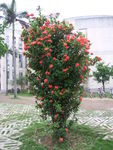 龙船花