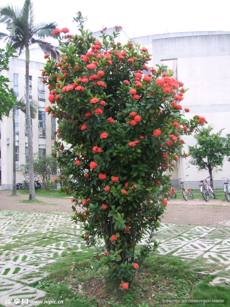 龙船花
