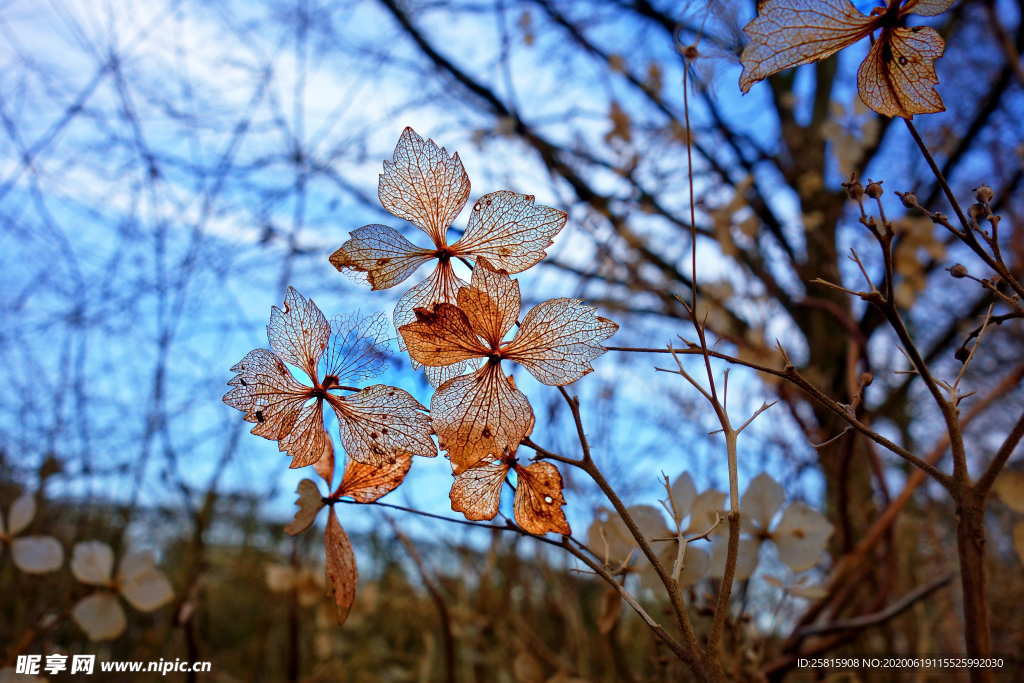 干花捧花瓶花插花图片