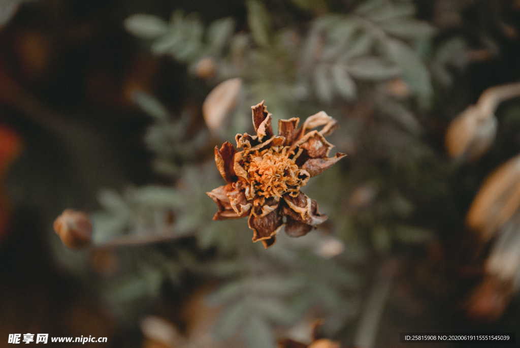 干花捧花瓶花插花图片