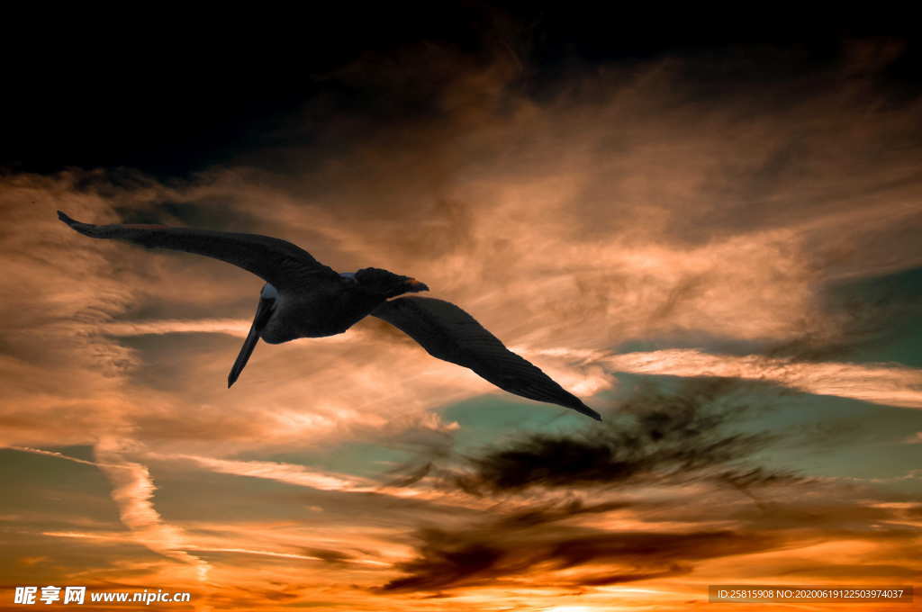 鹈鹕空山鸟语图片