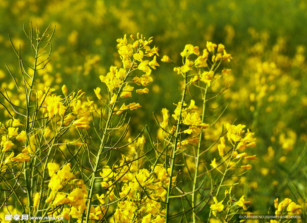 油菜花菜籽花图片