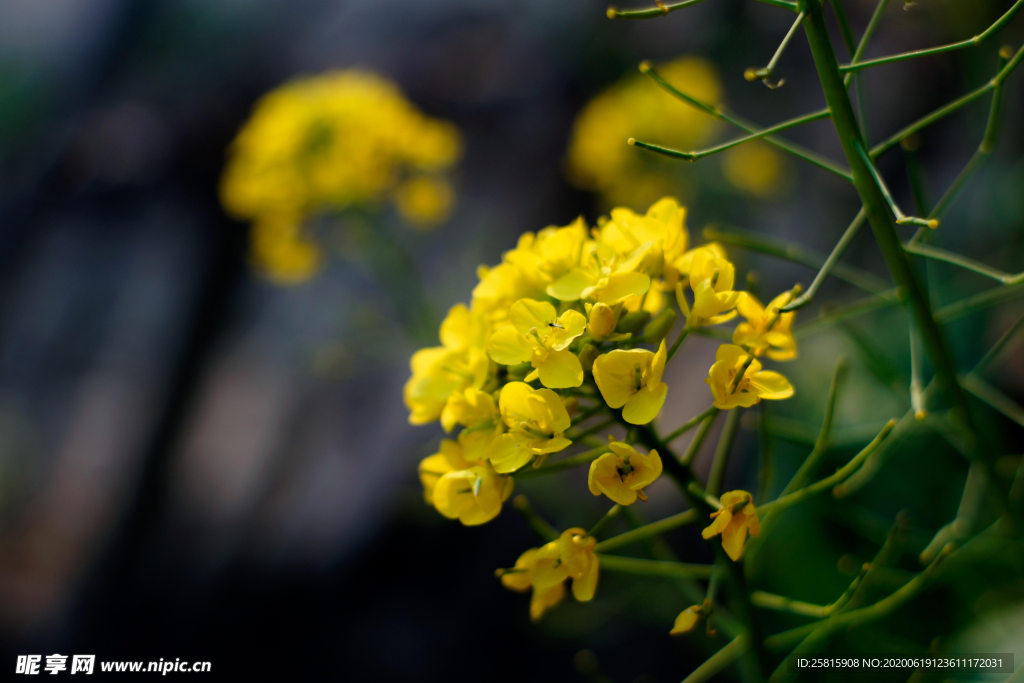 油菜花菜籽花图片