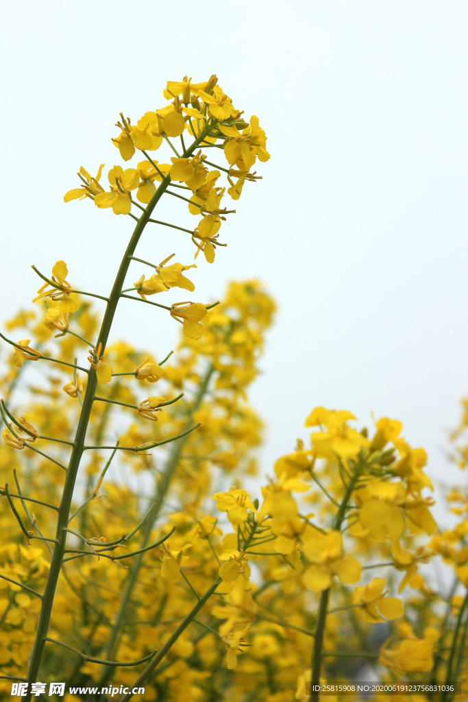 油菜花菜籽花图片