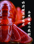 龙虾海报