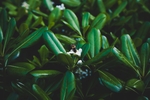 昆虫