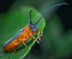 昆虫