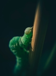 虫子