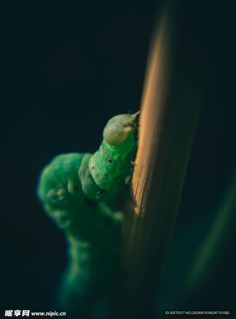 虫子