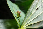 昆虫
