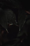 虫子